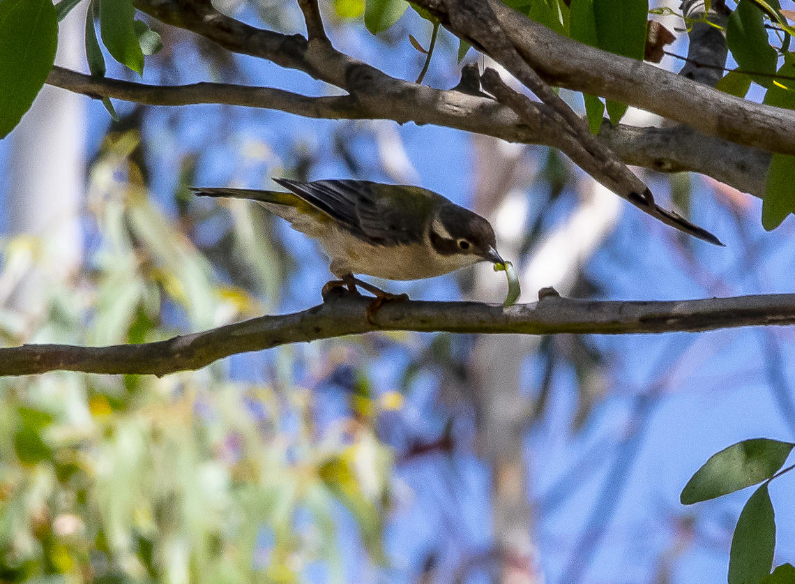 Brown headed honeyeater  Australia,Brown-headed honeyeater,Geotagged,Melithreptus brevirostris,Melithreptus chloropsis,Melithreptus lunatus,Summer