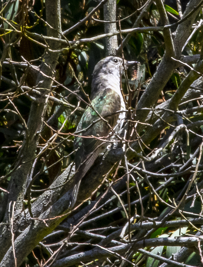 Shining Bronze Cuckoo - Chalcites lucidus The Shining Bronze-Cuckoo is a small cuckoo with irridescent green upper parts, white underparts with bold dark, mostly unbroken  barring , and a very white face with fine, dark mottling. It has no distinct white eye-brow nor dark eye-stripe and no reddish colour in wings and little or no reddish colour in its tail.<br />
<br />
<a href="https://www.mtwilson.com.au/community-information/birds" rel="nofollow">https://www.mtwilson.com.au/community-information/birds</a> Australia,Chrysococcyx lucidus,Geotagged,Shining bronze-cuckoo,Summer,Winter
