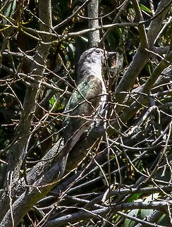 Shining Bronze Cuckoo - Chalcites lucidus The Shining Bronze-Cuckoo is a small cuckoo with irridescent green upper parts, white underparts with bold dark, mostly unbroken  barring , and a very white face with fine, dark mottling. It has no distinct white eye-brow nor dark eye-stripe and no reddish colour in wings and little or no reddish colour in its tail.

https://www.mtwilson.com.au/community-information/birds Australia,Chrysococcyx lucidus,Geotagged,Shining bronze-cuckoo,Summer,Winter