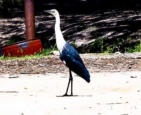 White necked heron  Ardea pacifica,Australia,Geotagged,Summer,White-necked Heron