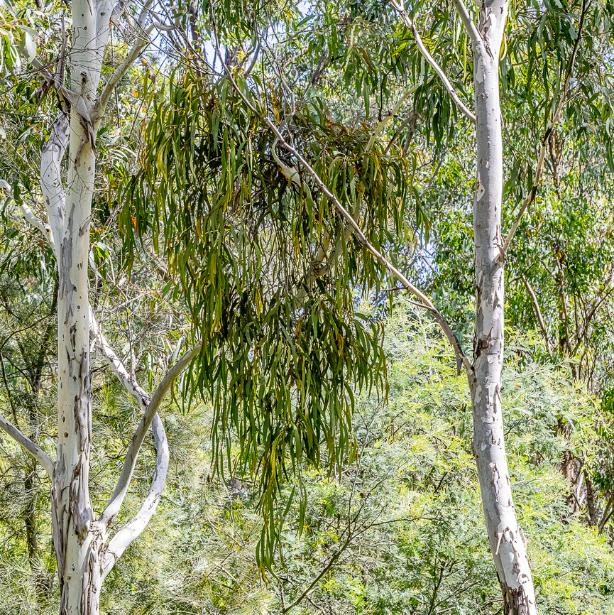 Boxed Mistletoe - Amyema miquelii  Amyema miquelii,Australia,Box Mistletoe,Geotagged,Summer