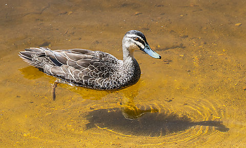Pacific Black Duck  Anas superciliosa,Australia,Geotagged,Pacific black duck,Summer