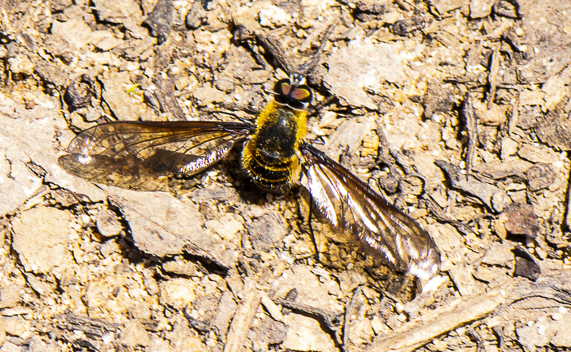Clear-wing Brown Bee Fly - Comptosia praeargentata  Australia,Comptosia praeargentata,Geotagged,Grey-wing Brown Bee Fly,Summer