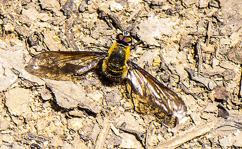 Clear-wing Brown Bee Fly - Comptosia praeargentata  Australia,Comptosia praeargentata,Geotagged,Grey-wing Brown Bee Fly,Summer