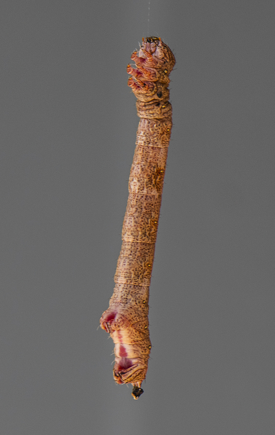 Hanging by a Thread - Looper moth ?  - Geometridae  Australia,Autographa bimaculata,Autographa precationis,Common Looper Moth,Geotagged,Summer,Two-spotted Looper Moth