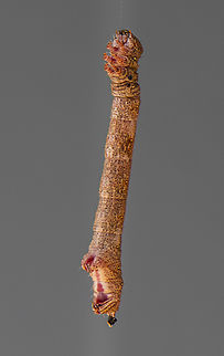 Hanging by a Thread - Looper moth ?  - Geometridae  Australia,Autographa bimaculata,Autographa precationis,Common Looper Moth,Geotagged,Summer,Two-spotted Looper Moth