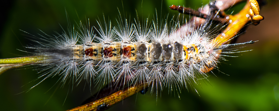 Orgyia anartoides - Painted apple moth  Australia,Geotagged,Painted apple moth,Summer,Teia anartoides