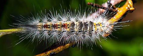 Orgyia anartoides - Painted apple moth  Australia,Geotagged,Painted apple moth,Summer,Teia anartoides