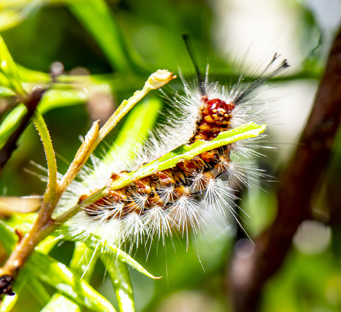 The Very Hairy Caterpillar - Orgyia anartoides - Painted apple moth  Australia,Geotagged,Painted apple moth,Summer,Teia anartoides