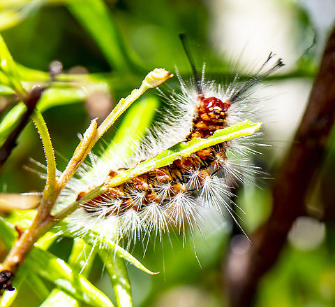 The Very Hairy Caterpillar - Orgyia anartoides - Painted apple moth  Australia,Geotagged,Painted apple moth,Summer,Teia anartoides