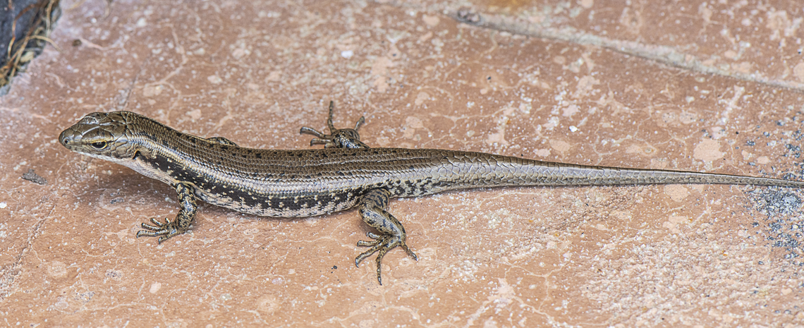 Garden  Skink  Australia,Common Garden Skink,Geotagged,Lampropholis guichenoti,Summer