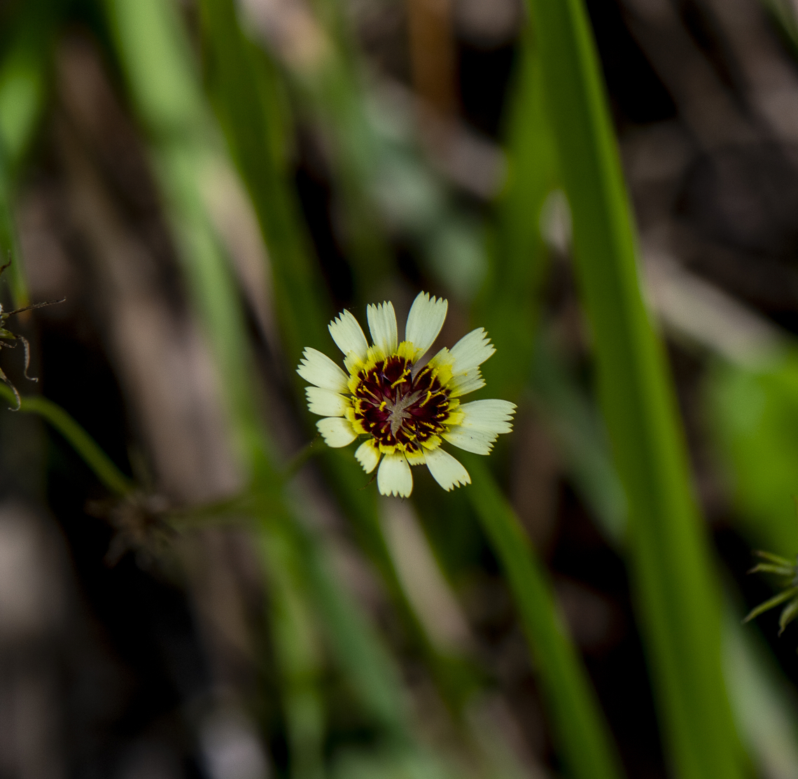 Black eyes - Tolpis barbata  Australia,Geotagged,Summer,Tolpis barbata