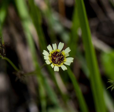 Black eyes - Tolpis barbata  Australia,Geotagged,Summer,Tolpis barbata