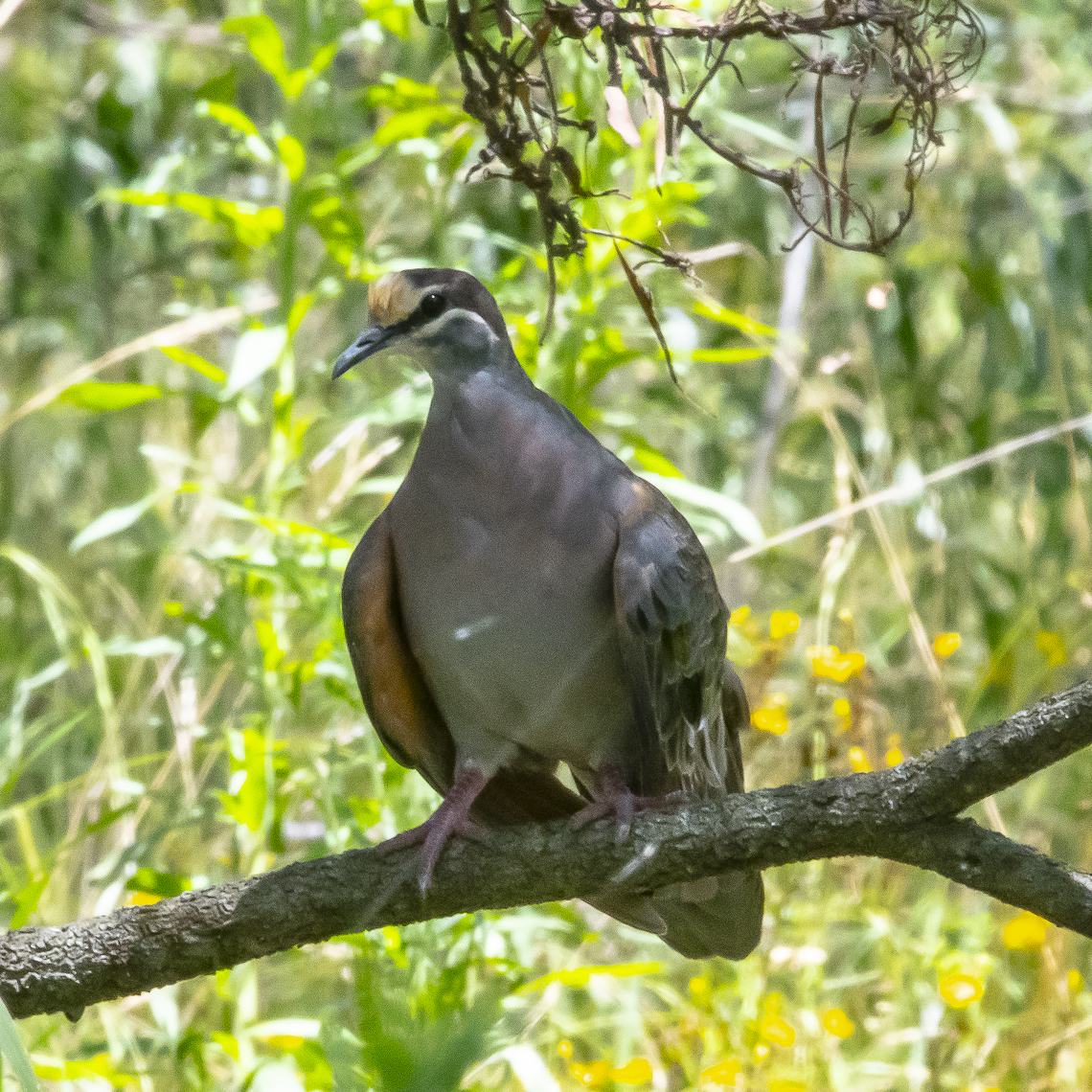 Common Bronzewing Pigeon  Australia,Common bronzewing,Geotagged,Phaps chalcoptera,Summer