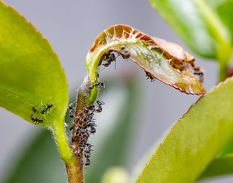 White Footed Ants Herding Aphids Aphids feed on the sap of plants and secrete a substance called honeydew.  This sticky sugary resin is a favourite food of ants, who actually “milk” the aphids for it by stroking their abdomen. That is why sometimes aphids are called “ant cows”. 

https://drkrishi.com/white-footed-ant-with-aphids/ Australia,Geotagged,Summer,Technomyrmex albipes,White-footed Ant