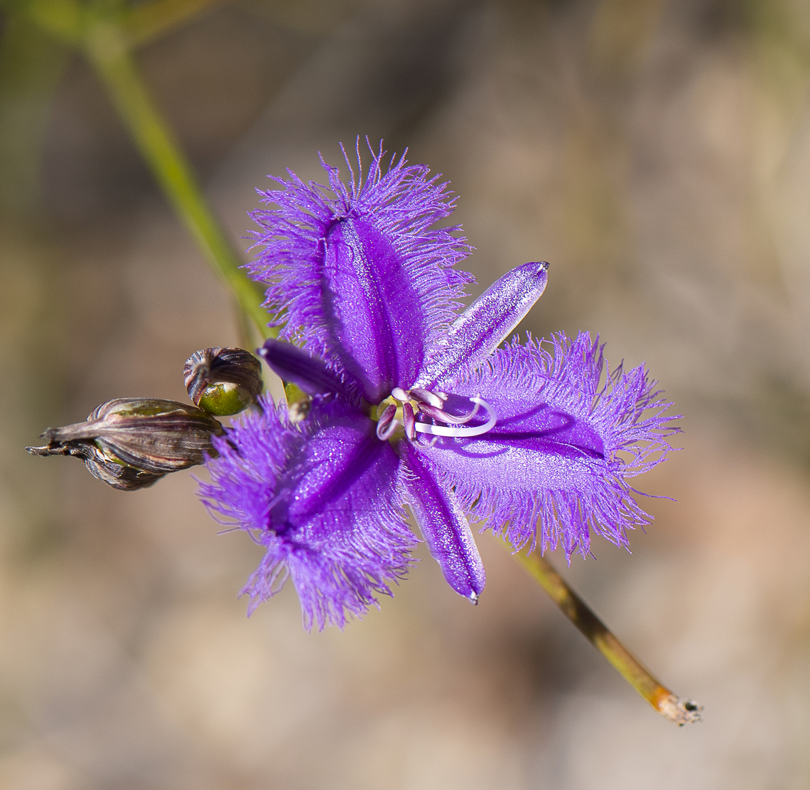 Thysanotus juncifolius - Fringe Lily  Australia,Fringe-lily,Geotagged,Summer,Thysanotus juncifolius