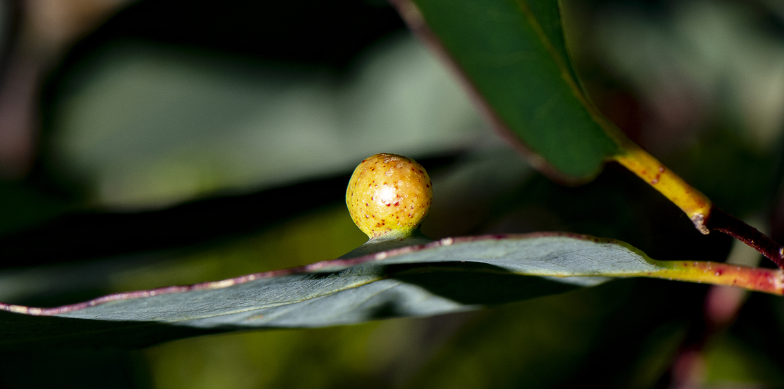 Leaf Gall  Australia,Geotagged,Summer
