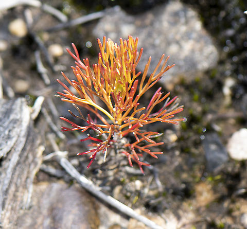 Tiny in wet places  Australia,Geotagged,Summer