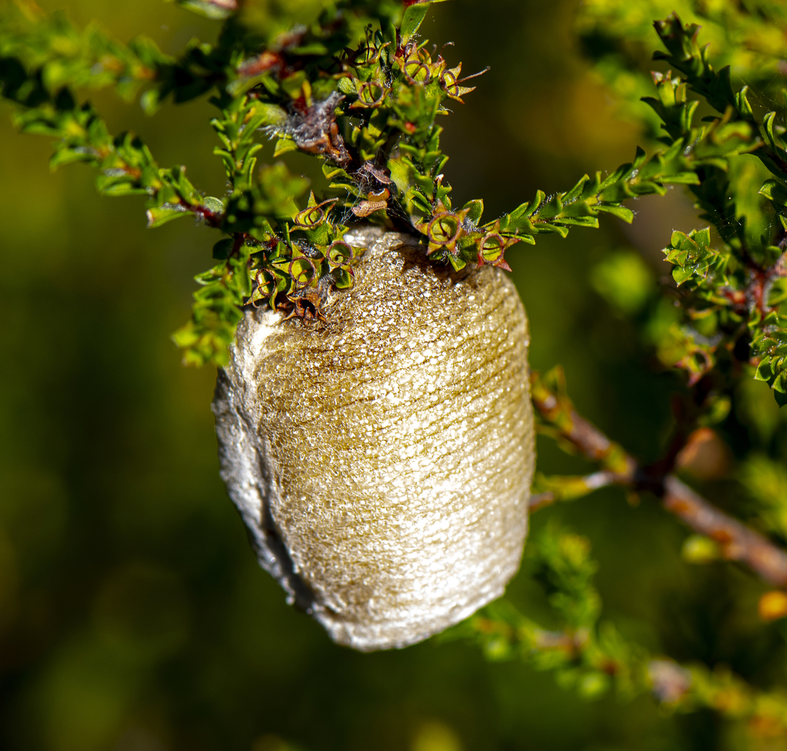 Ootheca - Praying Mantis  Australia,Geotagged,Summer