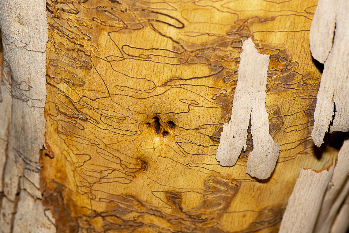 Eucalyptus haemastoma - Scribbly Gum When the cork cambium starts to produce cork to shed the outer bark it produces scar tissue in response to the feeding of the caterpillar, filling the doubled up part of the larval tunnel with highly nutritious, thin-walled cells.<br />
<br />
<a href="https://csiropedia.csiro.au/scribbly-gum-moths/" rel="nofollow">https://csiropedia.csiro.au/scribbly-gum-moths/</a><br />
<br />
These replacement cells are ideal food for the caterpillar which moults into its final life stage with legs, turns around and eats its way back along the way it has come. It now grows rapidly to maturity and leaves the tree to spin a cocoon at its base, where it pupates.<br />
<br />
Not long after the caterpillar leaves the tree, the bark cracks off and exposes the iconic scribbles beneath. Australia,Eucalyptus haemastoma,Geotagged,Scribbly gum,Summer
