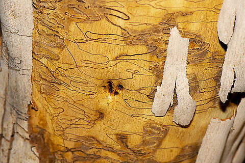 Eucalyptus haemastoma - Scribbly Gum When the cork cambium starts to produce cork to shed the outer bark it produces scar tissue in response to the feeding of the caterpillar, filling the doubled up part of the larval tunnel with highly nutritious, thin-walled cells.
https://csiropedia.csiro.au/scribbly-gum-moths/
These replacement cells are ideal food for the caterpillar which moults into its final life stage with legs, turns around and eats its way back along the way it has come. It now grows rapidly to maturity and leaves the tree to spin a cocoon at its base, where it pupates.
Not long after the caterpillar leaves the tree, the bark cracks off and exposes the iconic scribbles beneath. Australia,Eucalyptus haemastoma,Geotagged,Scribbly gum,Summer