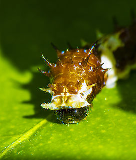 Papilio aegeus A closer inspection Australia,Canopus swallowtail,Geotagged,Orchard swallowtail butterfly,Papilio aegeus,Papilio fuscus,Summer