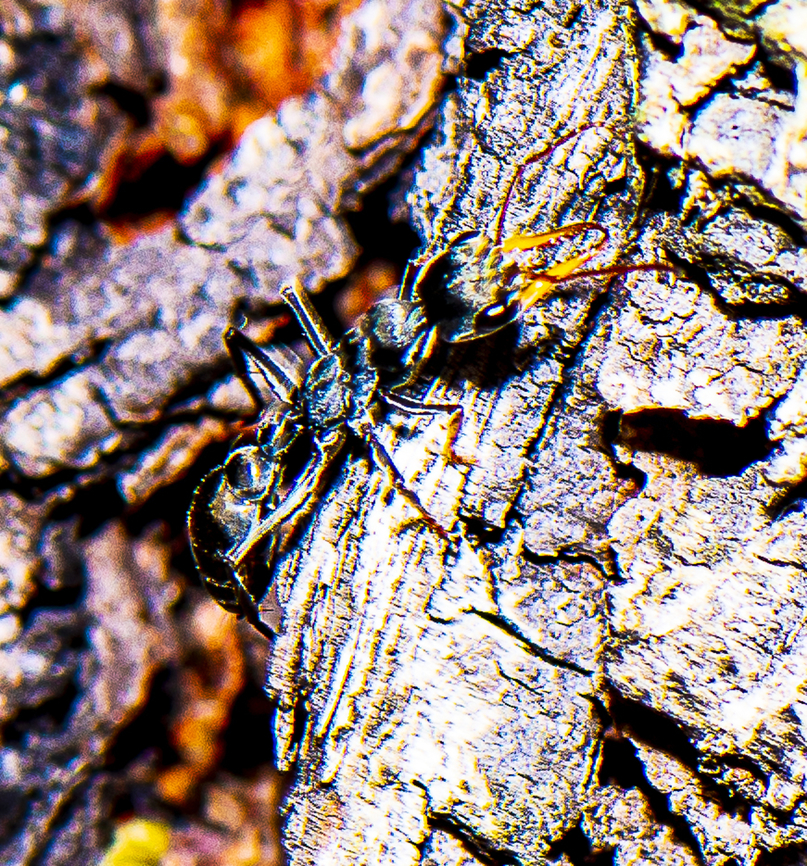 Formicidae Myrmeciinae - Bull Ant The pain that the bull ant causes is not from their pincers but from a stinger on their abdomen. Australia,Black-scaped Bull Ant,Geotagged,Myrmecia gulosa,Myrmecia nigriscapa,Red bull ant,Summer