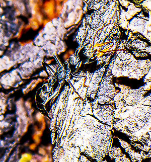 Formicidae Myrmeciinae - Bull Ant The pain that the bull ant causes is not from their pincers but from a stinger on their abdomen. Australia,Black-scaped Bull Ant,Geotagged,Myrmecia gulosa,Myrmecia nigriscapa,Red bull ant,Summer