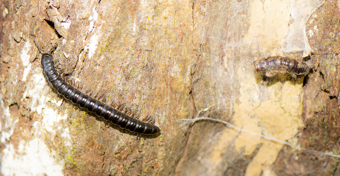 Portuguese Millipede moult - Ommatoiulus moreleti Millipedes grow or develop through a series of moults. During moulting millipedes are very fragile because the<br />
new cuticle is soft and easily damaged when first formed. The millipede usually eats the old cuticle.<br />
<a href="https://rockingham.wa.gov.au/forms-and-publications/your-services/services-in-your-street/portuguese-millipede-fact-sheet" rel="nofollow">https://rockingham.wa.gov.au/forms-and-publications/your-services/services-in-your-street/portuguese-millipede-fact-sheet</a><br />
<br />
This is regarded as an invasive pest Australia,Geotagged,Ommatoiulus moreleti,Summer