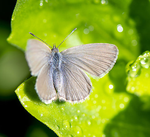 Common Grass Blue  Australia,Common Grass Blue,Geotagged,Summer,Zizina labradus