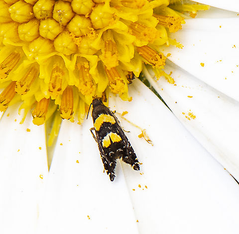 Moth - Glyphipterix chrysoplanetis  Australia,Geotagged,Glyphipterix chrysoplanetis,Glyphipterix chrysoplanetis.,Summer