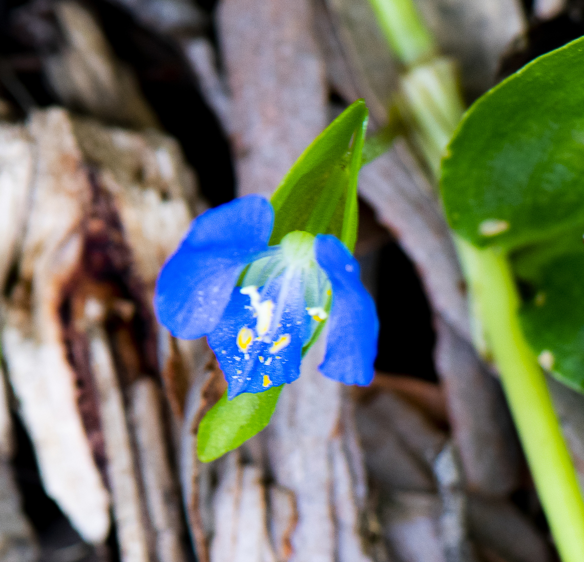 Blue wanderer  Australia,Geotagged,Purple Heart,Summer,Tradescantia pallida