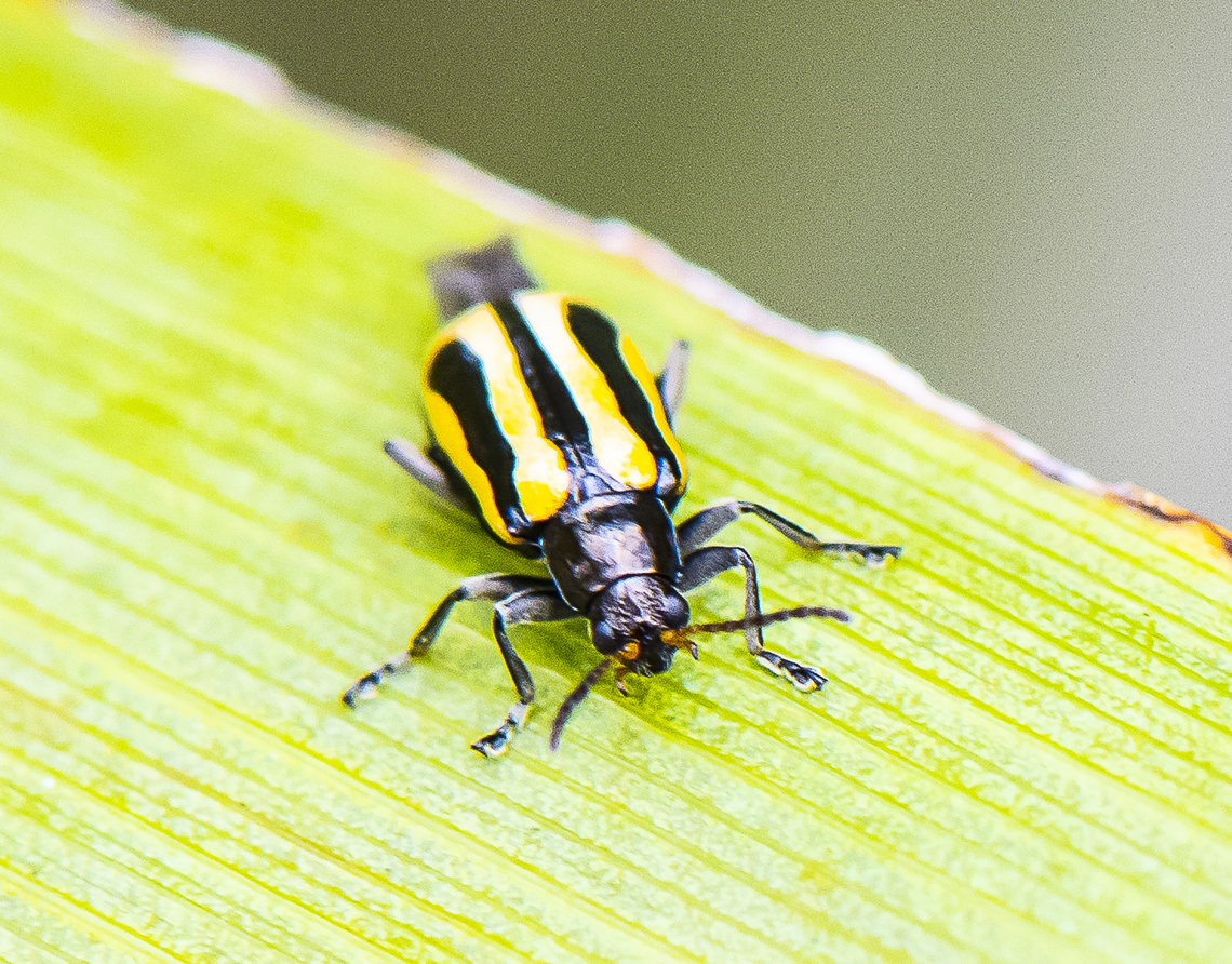 Agasicles hygrophila Agasicles hygrophila became established at release sites on the Georges River, near Sydney (New South Wales),<br />
The flea beetle Agasicles hygrophila Selman &amp; Vogt and the moth Vogtia malloi Pastrana were released in Australia in 1977 as bilogical control agents against alligator weed (Alternanthera philoxeroides).<a href="https://www.cabi.org/isc/abstract/19800578625" rel="nofollow">https://www.cabi.org/isc/abstract/19800578625</a> Agasicles hygrophila,Alligator weed flea beetle,Australia,Geotagged,Summer