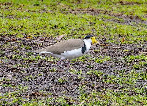 Masked Lapwing  Australia,Geotagged,Masked Lapwing,Summer,Vanellus miles