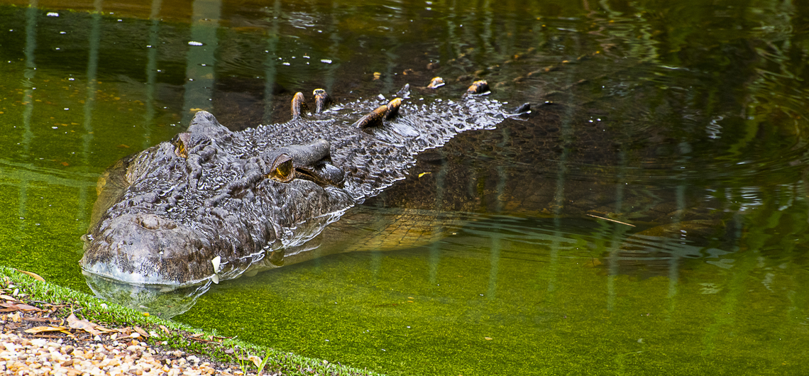 Australian Saltwater Crocodile Unfortunately in captivity and given the nickname of Elvis - pretty crass! Australia,Crocodylus porosus,Freshwater crocodile,Geotagged,Saltwater crocodile,Summer
