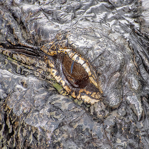 Alligator mississippiensis - American Alligator In captivity on the wrong side of the world Alligator mississippiensis,American Alligator,Australia,Geotagged,Summer