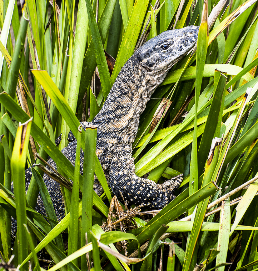 Heath Monitor  Australia,Geotagged,Rosenberg's monitor,Summer,Varanus rosenbergi