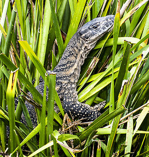 Heath Monitor  Australia,Geotagged,Rosenberg's monitor,Summer,Varanus rosenbergi
