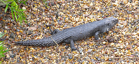 Egernia cunninghami - in captivity A 'prickly' lizard. About 30cm in size. Australia,Cunninghams skink,Egernia cunninghami,Geotagged,Summer