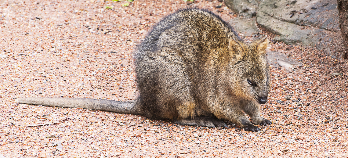 Quokka - Captive in wildlife park Around 10,000 Quokkas live on Rottnest Island today. Very small populations also survive in the mainland&#039;s south-west forests such as those near Northcliffe. Overall the species is listed as vulnerable due to predation by feral animals (cats and foxes), altered fire patterns and habitat loss. Australia,Geotagged,Quokka,Setonix brachyurus,Summer