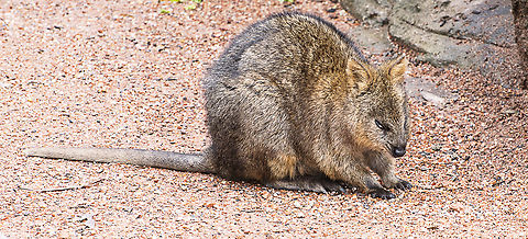 Quokka - Captive in wildlife park Around 10,000 Quokkas live on Rottnest Island today. Very small populations also survive in the mainland's south-west forests such as those near Northcliffe. Overall the species is listed as vulnerable due to predation by feral animals (cats and foxes), altered fire patterns and habitat loss. Australia,Geotagged,Quokka,Setonix brachyurus,Summer