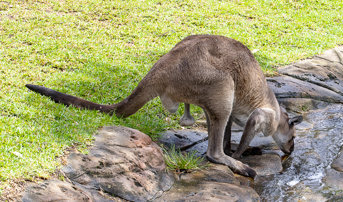 Eastern Grey Kangaroo ♂︎  Australia,Eastern grey kangaroo,Geotagged,Macropus giganteus,Summer