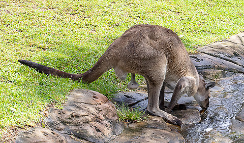 Eastern Grey Kangaroo ♂︎  Australia,Eastern grey kangaroo,Geotagged,Macropus giganteus,Summer