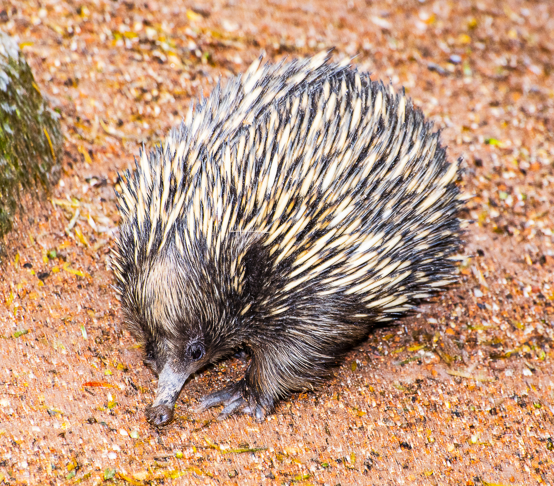 Echidna The echidna has two forward facing front feet and two backwards pointing rear feet. This makes them very efficient diggers. They alos have very unique reproductive systems. Chain moray,Echidna catenata,Short-beaked echidna,Tachyglossus aculeatus