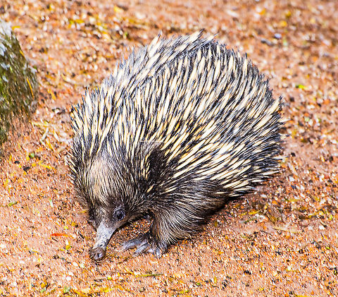 Echidna The echidna has two forward facing front feet and two backwards pointing rear feet. This makes them very efficient diggers. They alos have very unique reproductive systems. Chain moray,Echidna catenata,Short-beaked echidna,Tachyglossus aculeatus