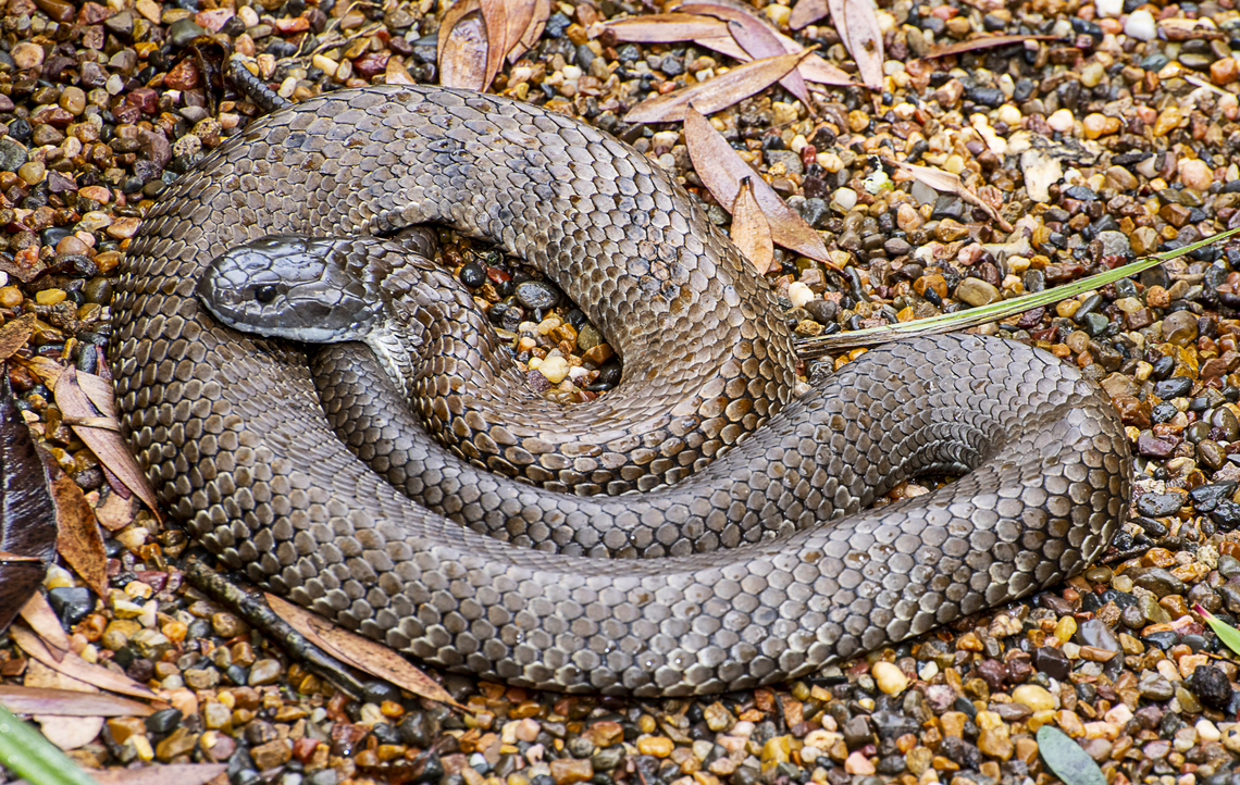 Eastern Tiger Snake  Australia,Geotagged,Notechis scutatus,Summer,Tiger snake