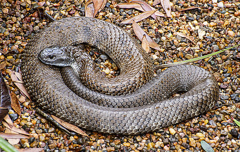 Eastern Tiger Snake  Australia,Geotagged,Notechis scutatus,Summer,Tiger snake