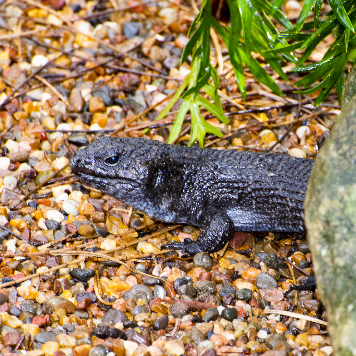 Cunningham's Skink - Egernia cunninghami  Australia,Cunninghams skink,Egernia cunninghami,Geotagged,Summer