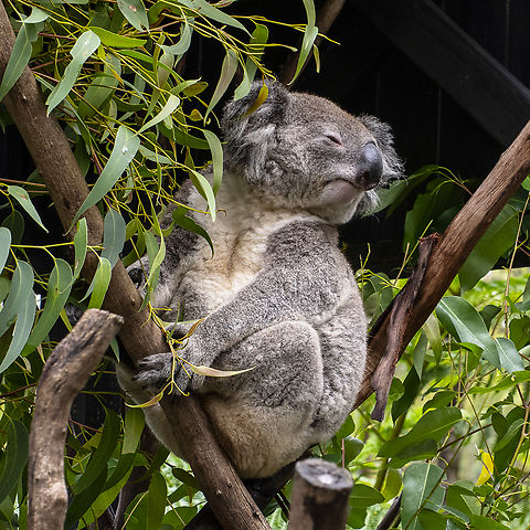 Endangered - Koala We Australians are the best in the world  -- at wiping out our fauna  :-( Australia,Geotagged,Koala,Phascolarctos cinereus,Summer