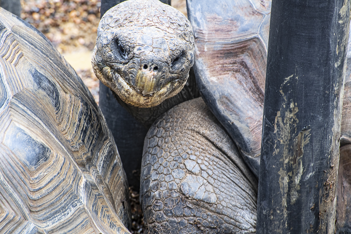 Frustrated Galapagos Tortoise - Geochelone nigra ♂︎ His way was blocked by posts. He tried and tried and ... Chelonoidis nigra,Gal&aacute;pagos tortoise